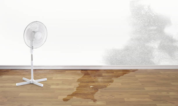 Best Basement water damage restoration  in Orange City, IA