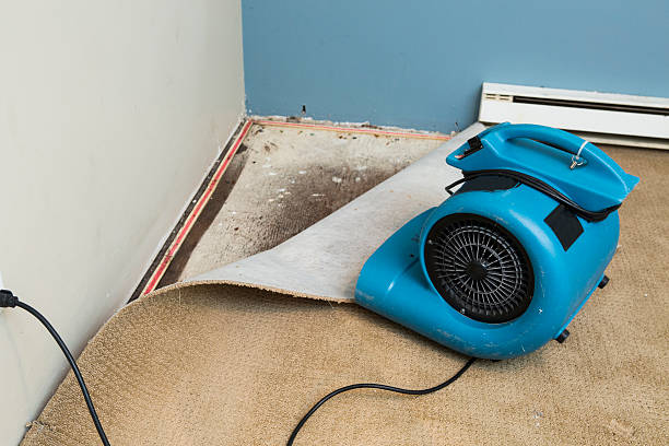 Best Water damage contractors near me  in Orange City, IA